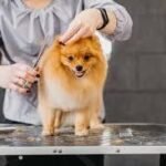 Pet Grooming