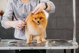 Pet Grooming